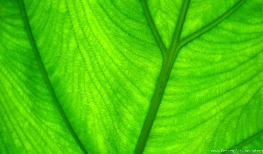 Desktop, Green, Wallpapers