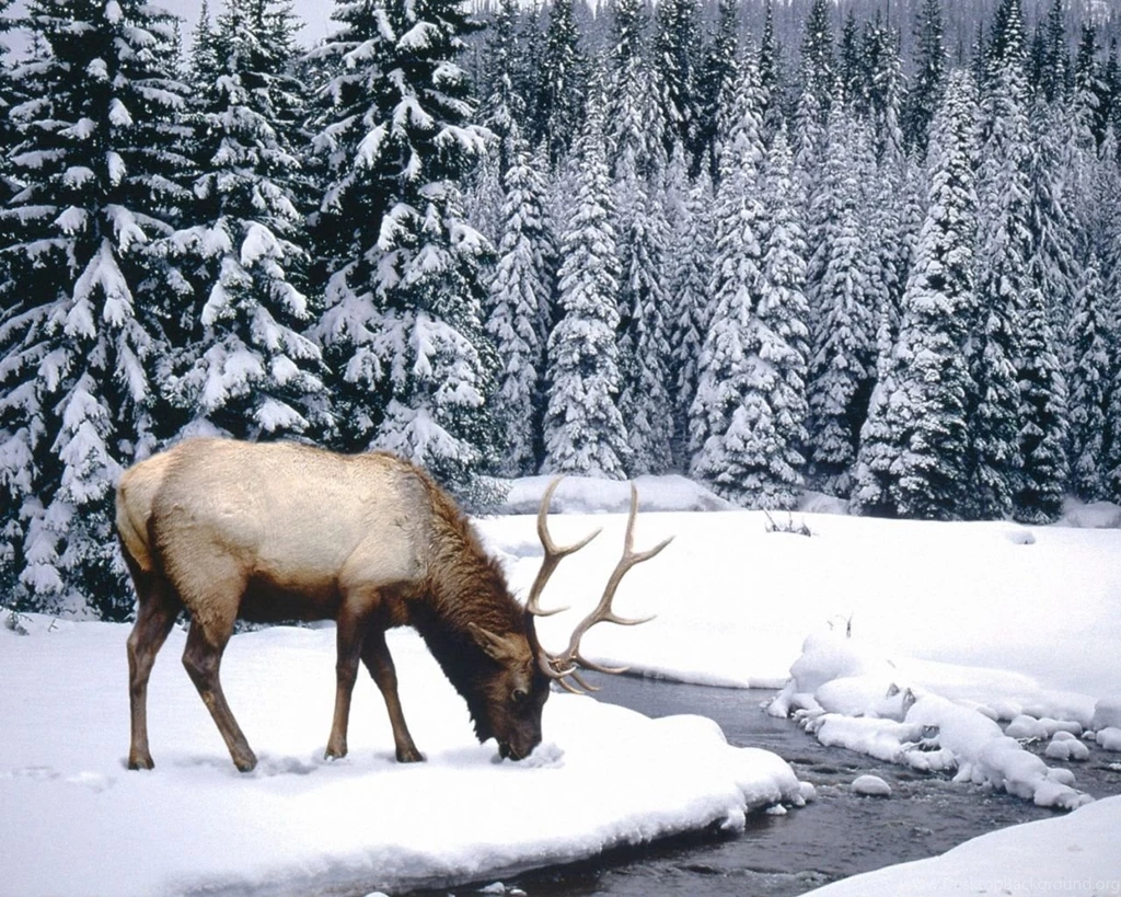 Winter Scenes Animal 1280x1024 Wallpapers, 1280x1024 Wallpapers ...