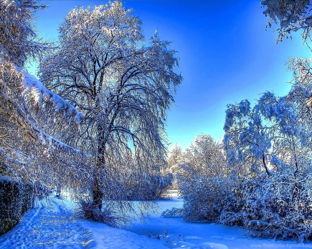1280x1024 Winter Snow Branches Wallpapers