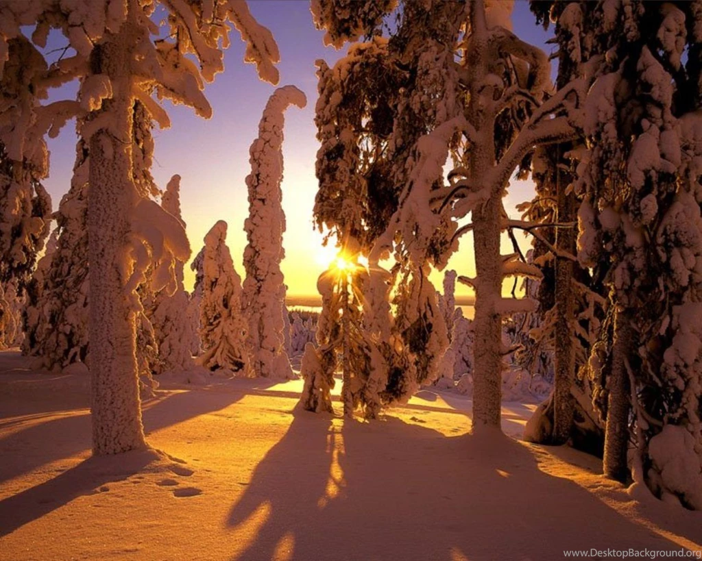 1280x1024 Winter Forest View Desktop PC And Mac Wallpapers