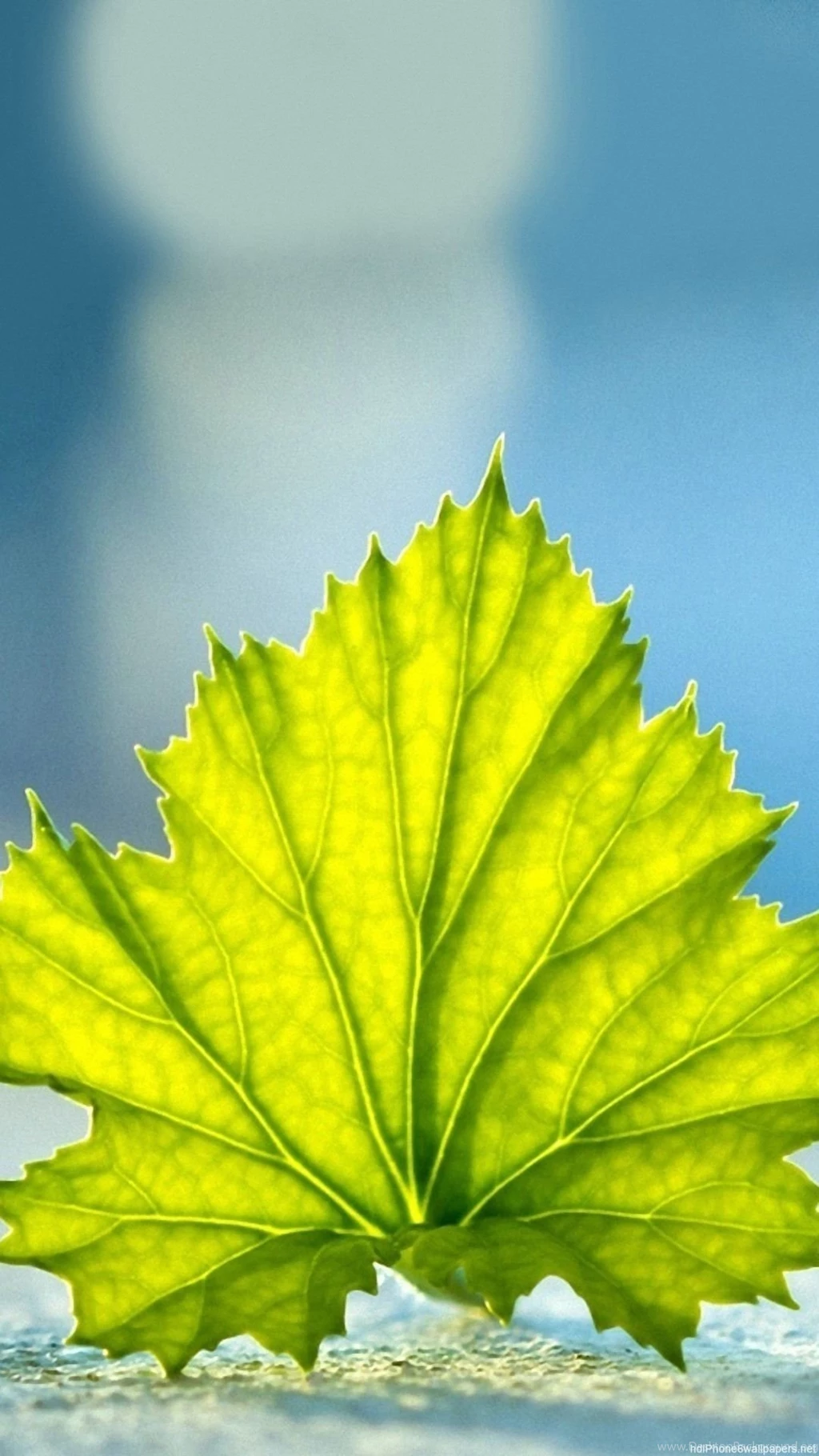 Leaf Still Life iPhone 6 Wallpapers HD And 1080P 6 Plus Wallpapers