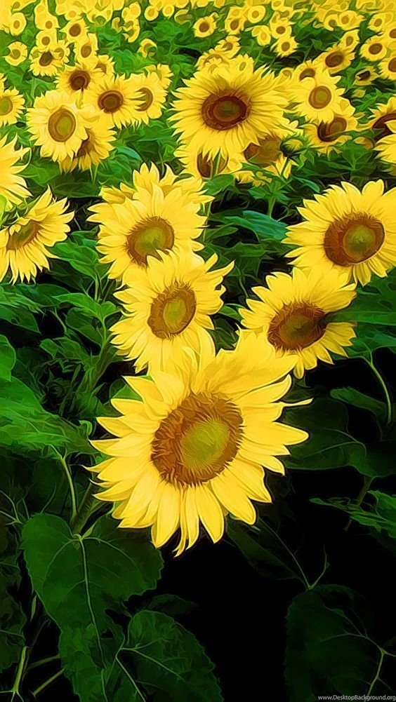 Still Summer    iPhone 5 Wallpapers