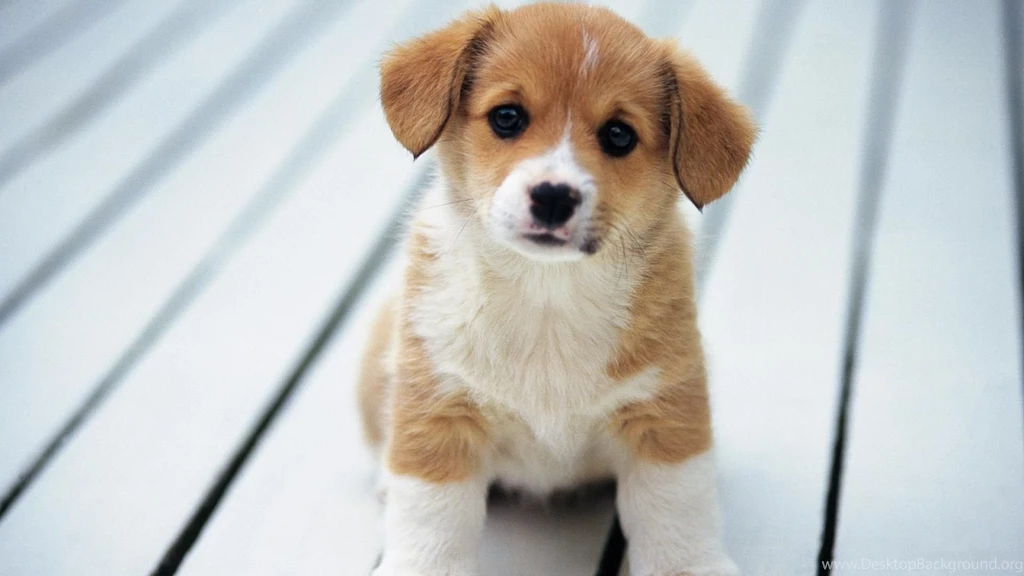 Animals Dogs Puppy Puppies Cute Dog Hd Wallpapers (