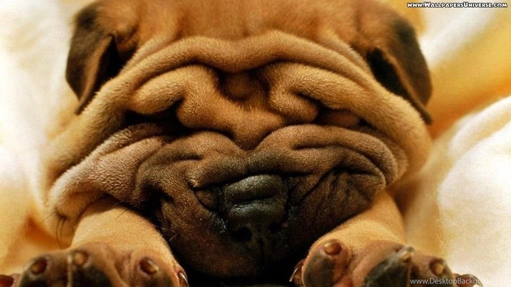 Cute Puppy With Squished Face HD Wallpapers Cool Wallpapers