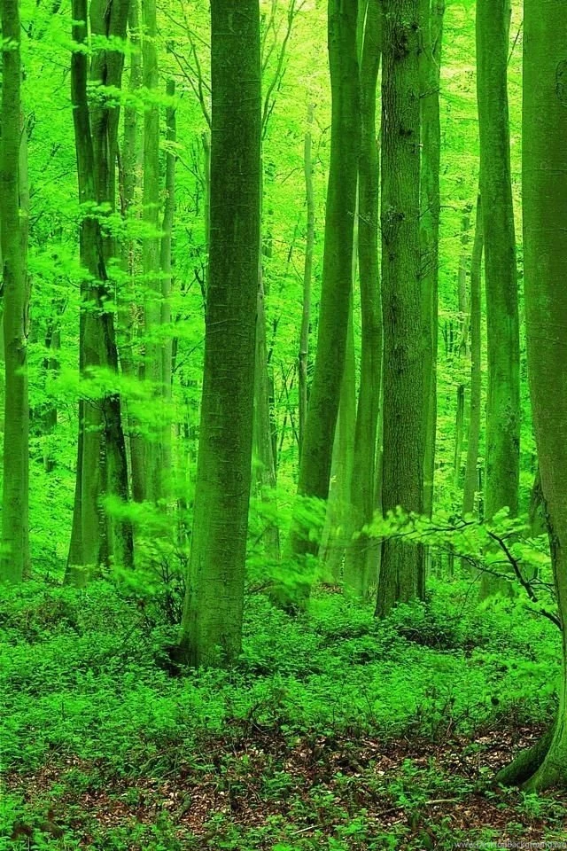 HD 640x960 Cool iPhone 4 Wallpapers Img 9