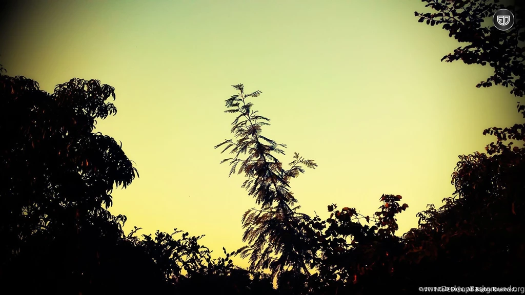 Lomography HD Wallpaper Backgrounds – Evening Trees Silhouette ...