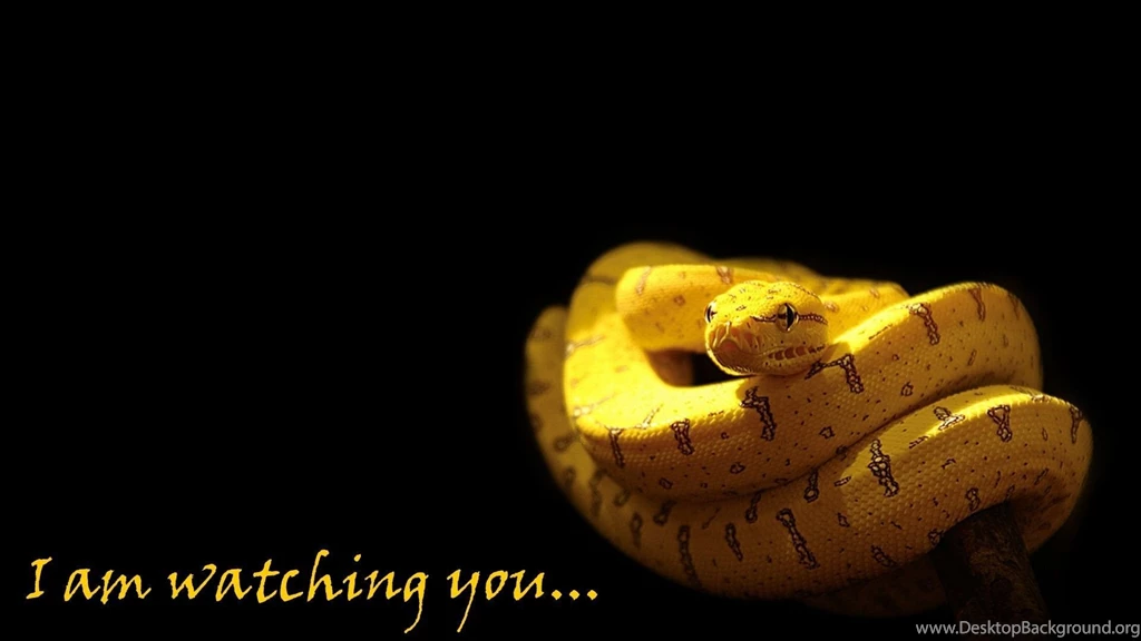 Yellow Python Snake With Black Backgrounds Wallpapers Free Yellow ...