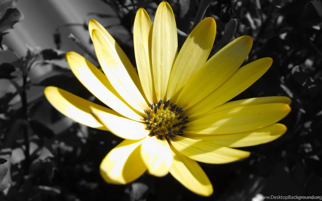 Wallpaper, Black, Flower, White, Wallpapers, Wholles 2014404