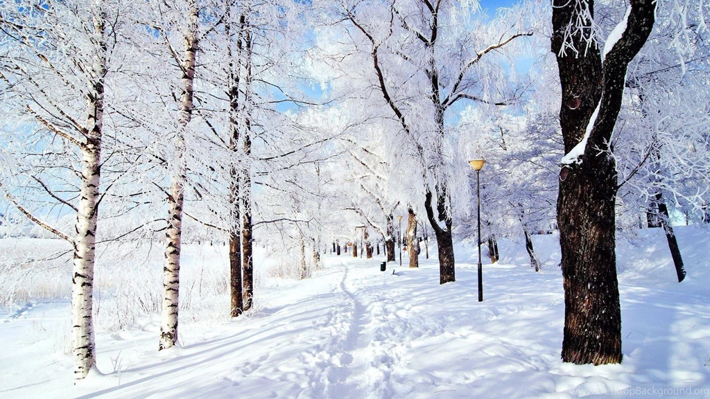 Snow Forest Wallpapers
