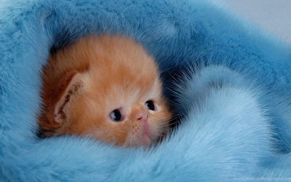Kitten Birthday Pictures Hd Cute Kitten Wallpapers Kittens ...