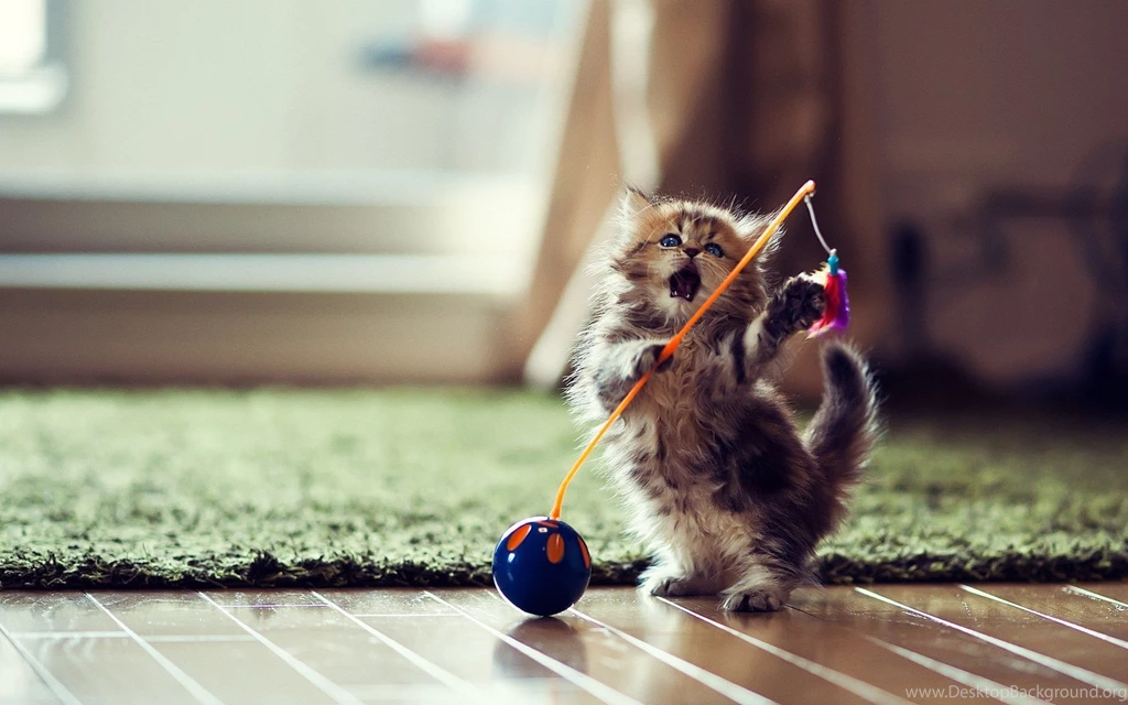 Kitten HD Wallpaper 5.jpg