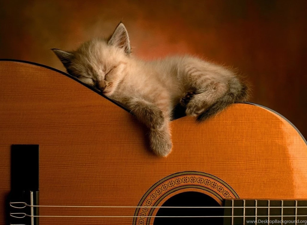 Kitten Hd Wallpapers Page 0