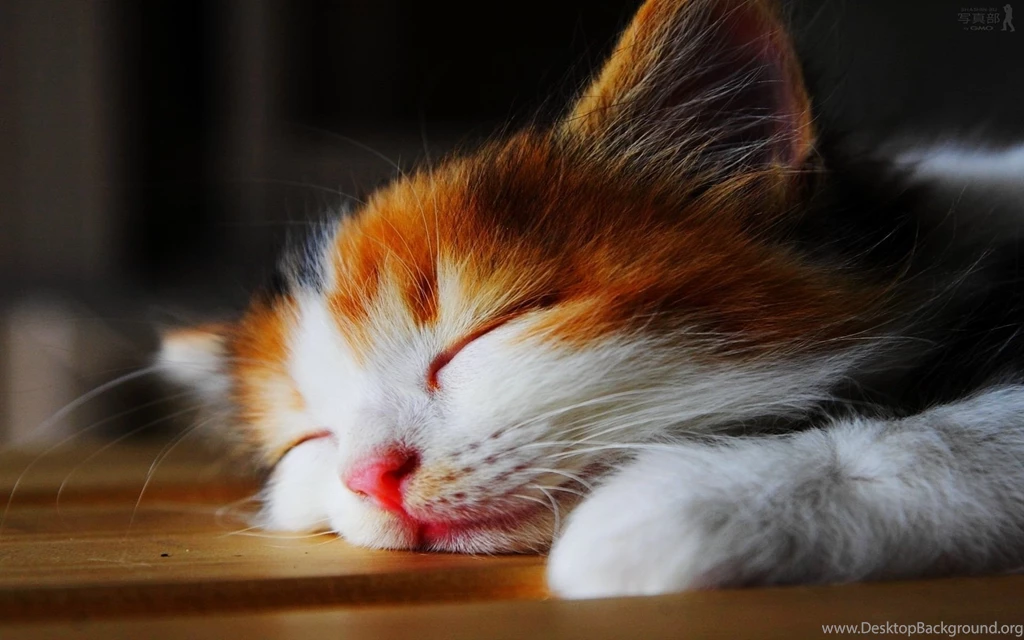 Wallpapers HD Amazingly Cute Sleepy Kitten HD Wallpapers Expert