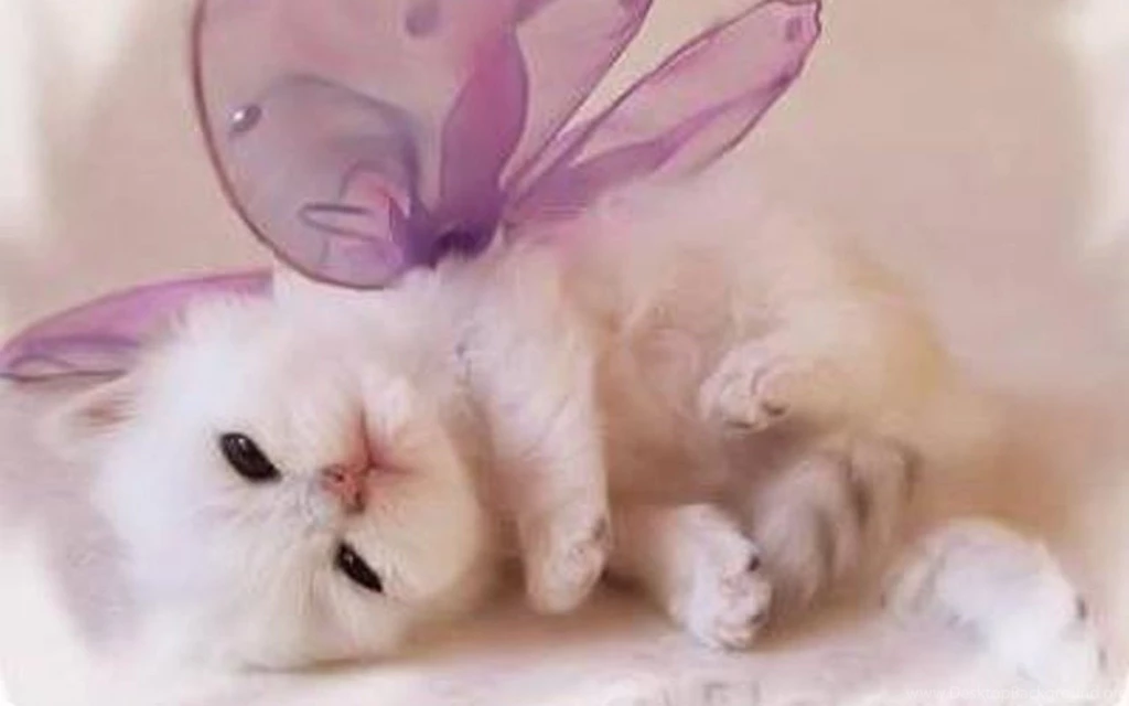 Cute Kittens Wallpapers
