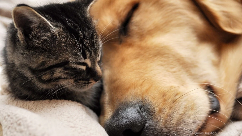 Cute Dog And Kitten Wallpaper Images