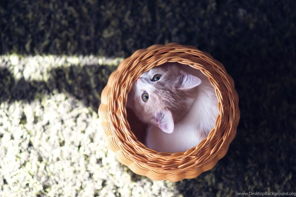 Cute Kittens, Fluffy Pair, Cats, Animal, Love, Photo, Hd, Wallpapers