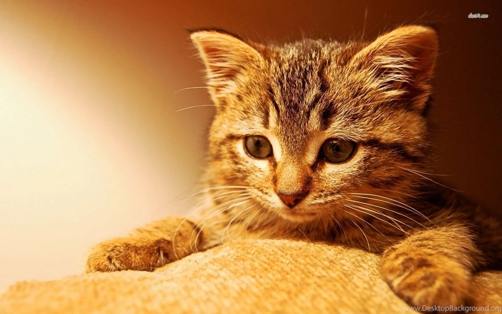 Cute Kitten Wallpapers Animal Wallpapers