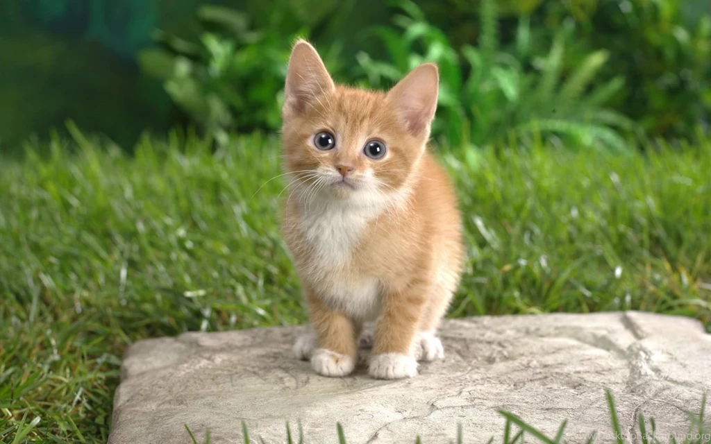 Cute Kittens Wallpapers Hd   Wallpaper.