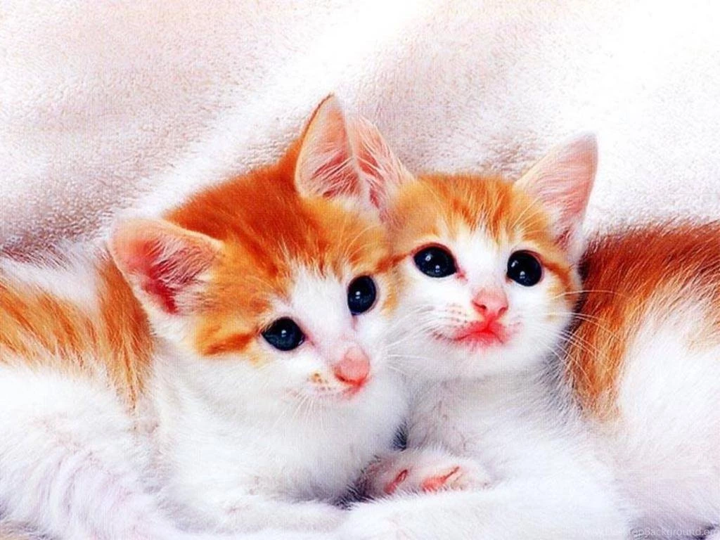Cute Kittens Wallpapers Desktop And Mac   Bliz Pix