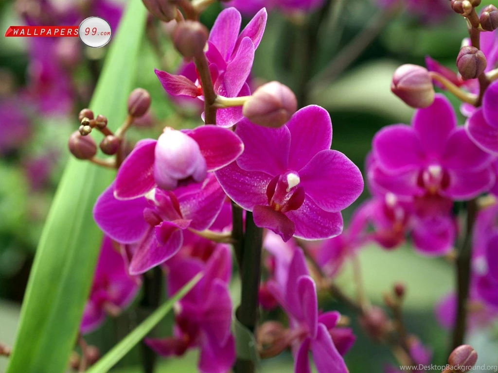 Wallpaper, Graphic, And Vector: Orchid Flower Wallpapers