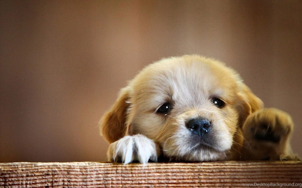Cute