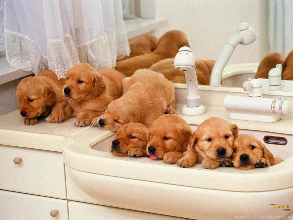 Cute Puppies HD Wallpapers