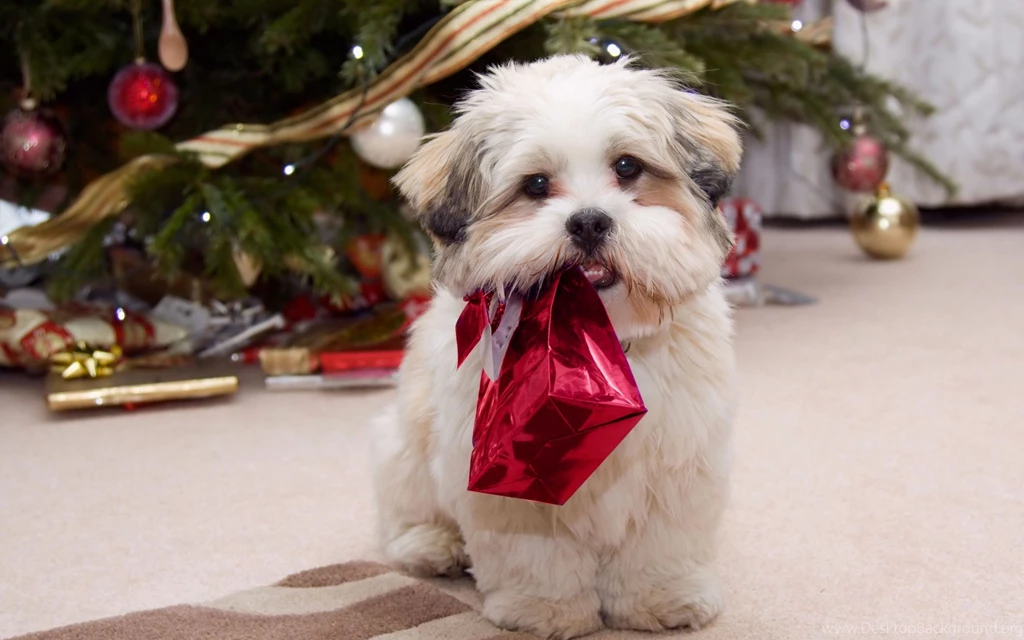 Christmas Wallpapers/cute Puppy With Present/ Free HD Desktop ...