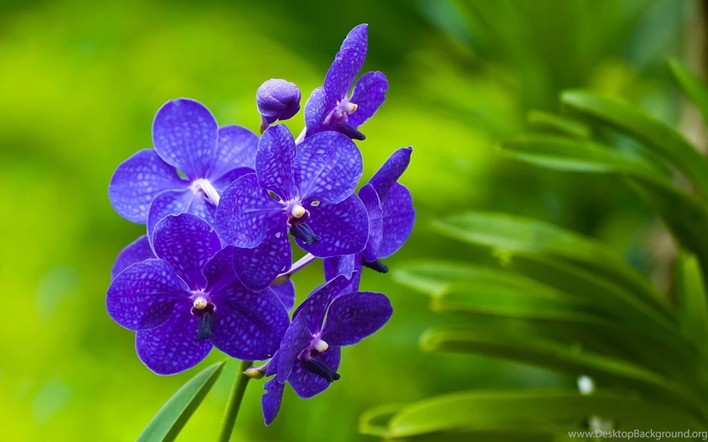 Blue Flower Desktop Wallpaper, Blue Flower Images, New Wallpapers