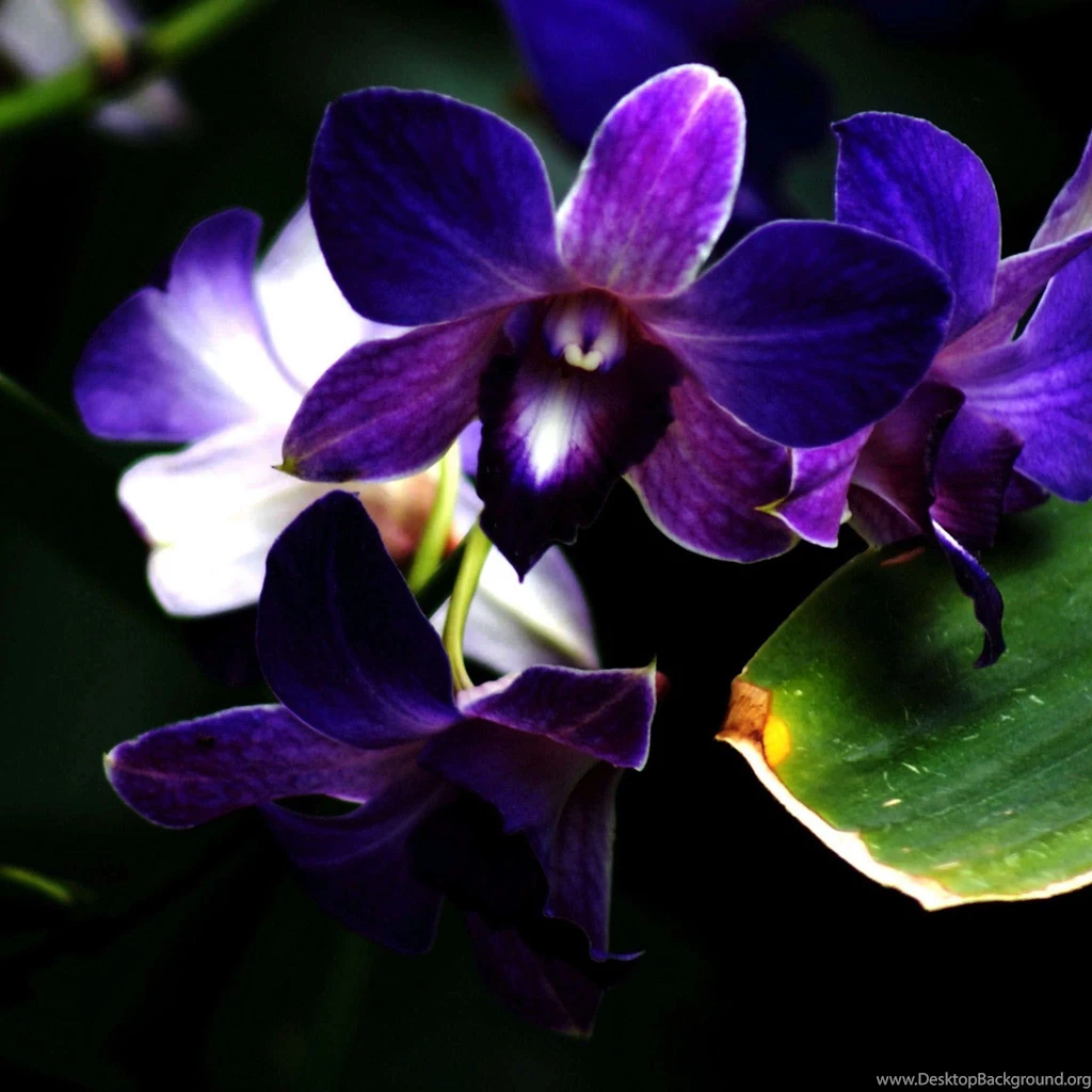 Orchids Pictures