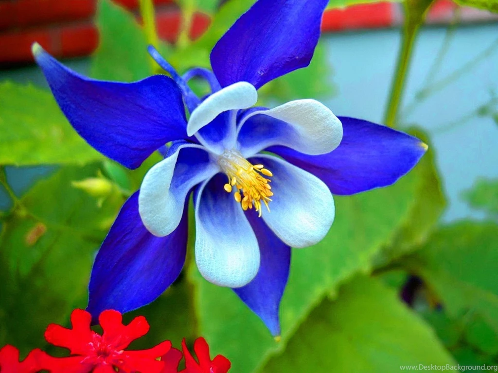 Orchid Flower Image HD Wallpapers Stock Photos Free Download