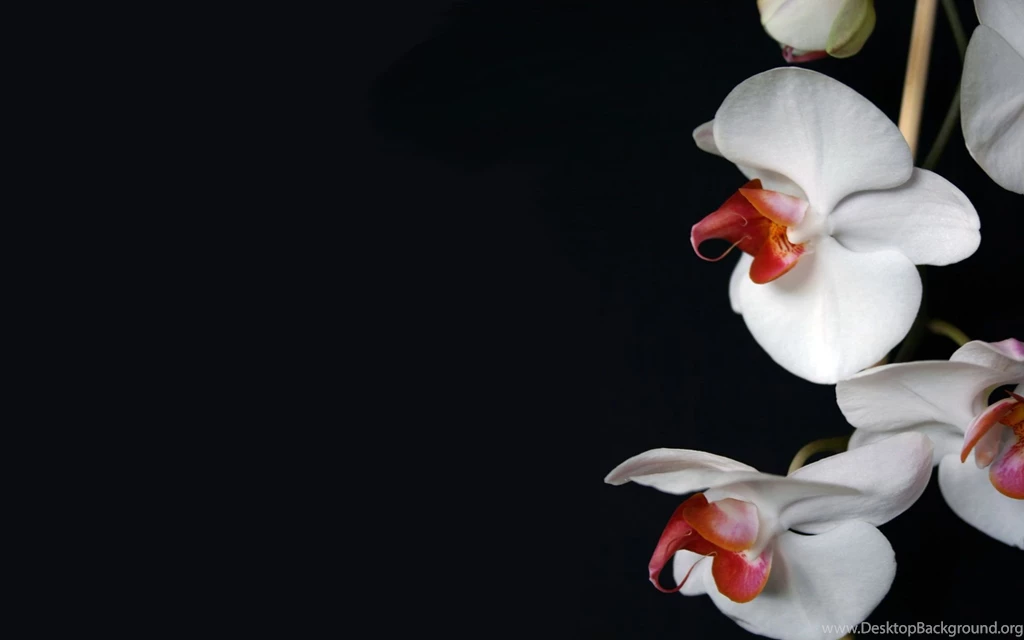 Wallpapers Orchid Flowers Image