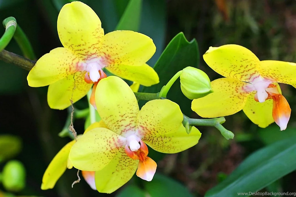 Attractive Green Orchid Flowers Wallpapers Beautiful Desktop ...