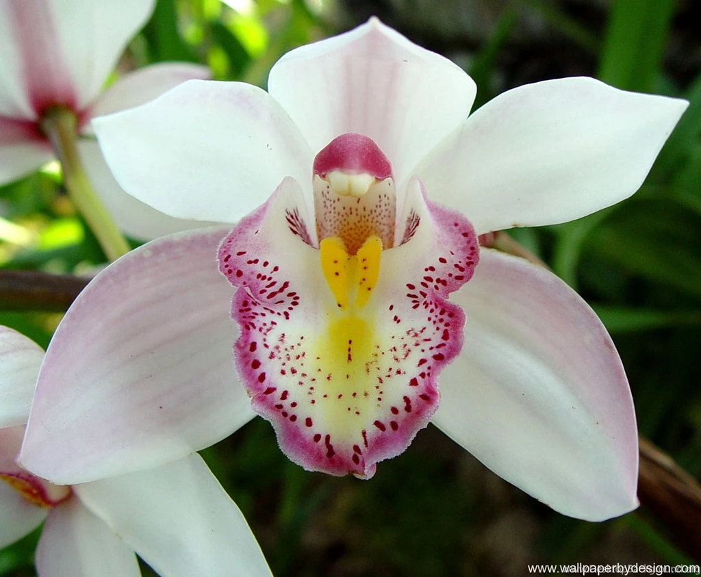 Orchid Flower Wallpapers Flower Wallpapers