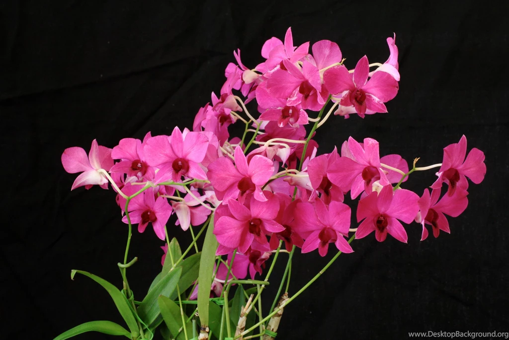 Wallpapers Orchid Flowers Image