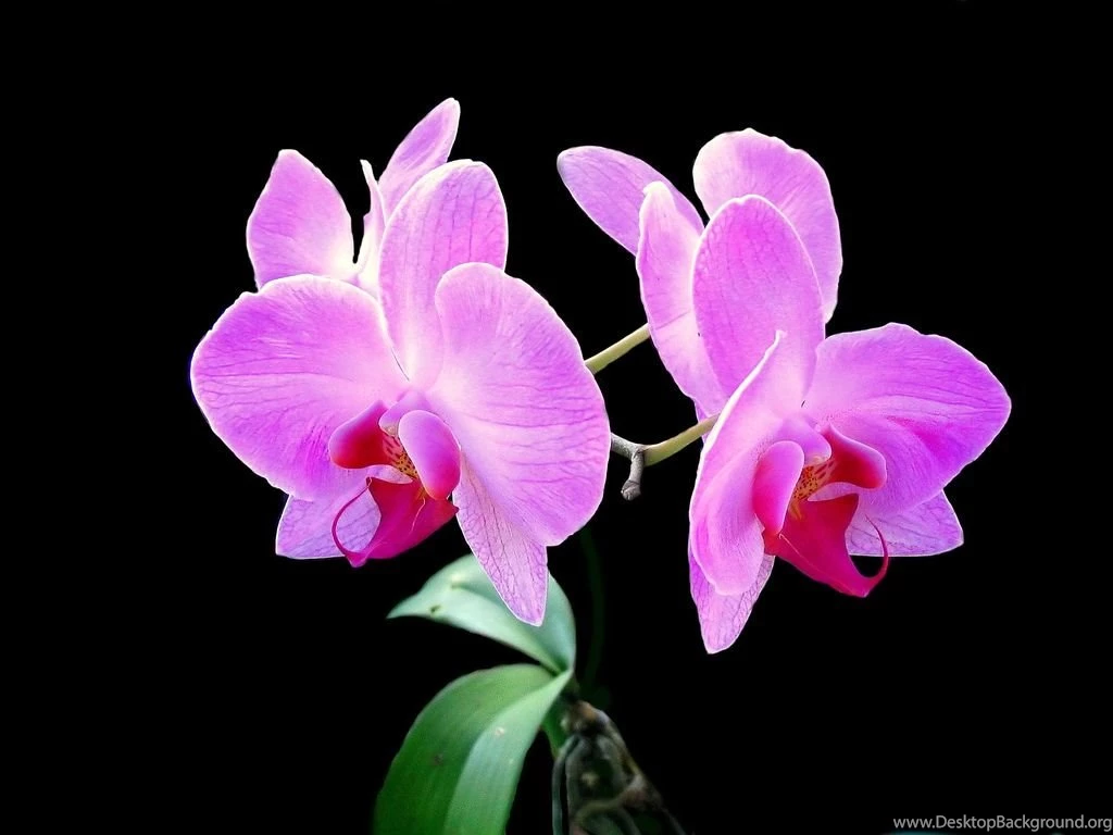 Pink orchid black flower.jpg