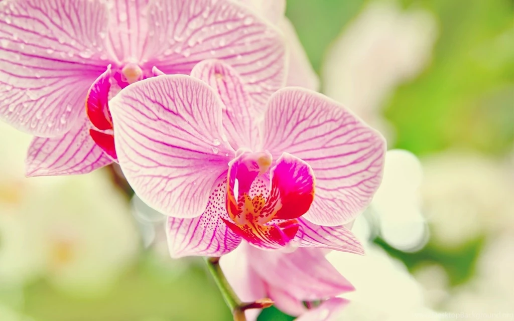 Orchid Flower Image HD Wallpapers Stock Photos Free Download