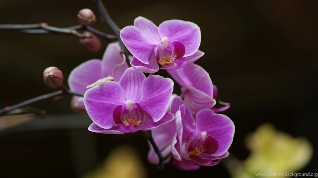 Pic New Posts: Wallpapers Hd Orchidee
