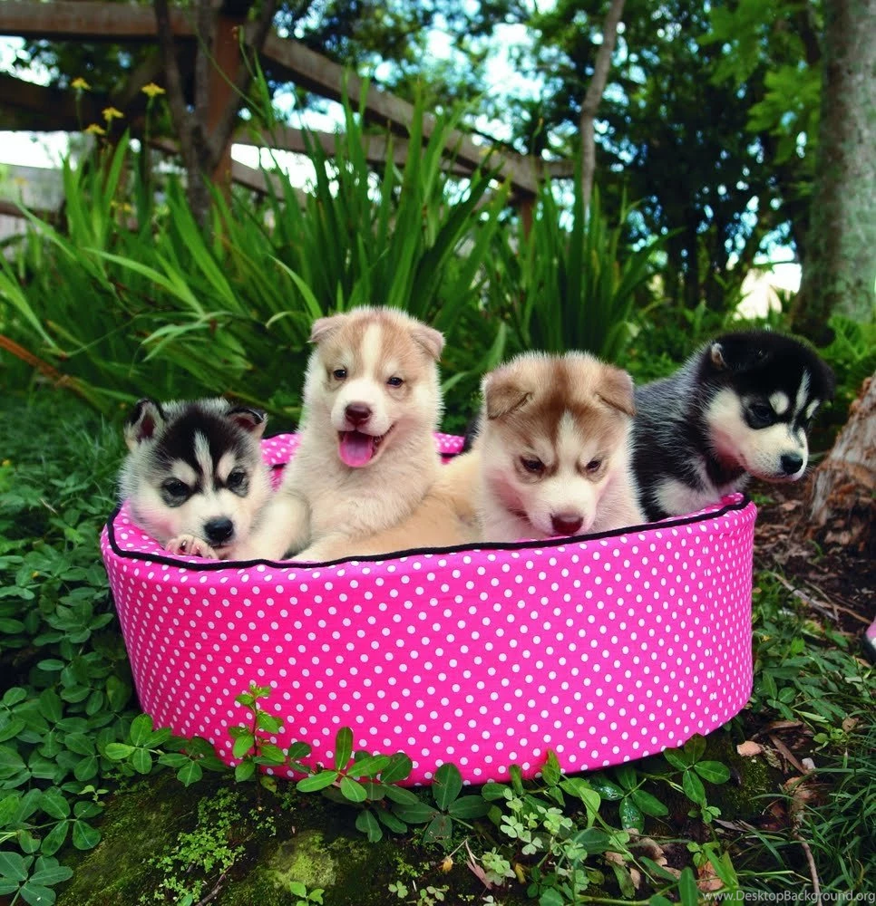 Free Siberian Husky Puppies Wallpapers HD