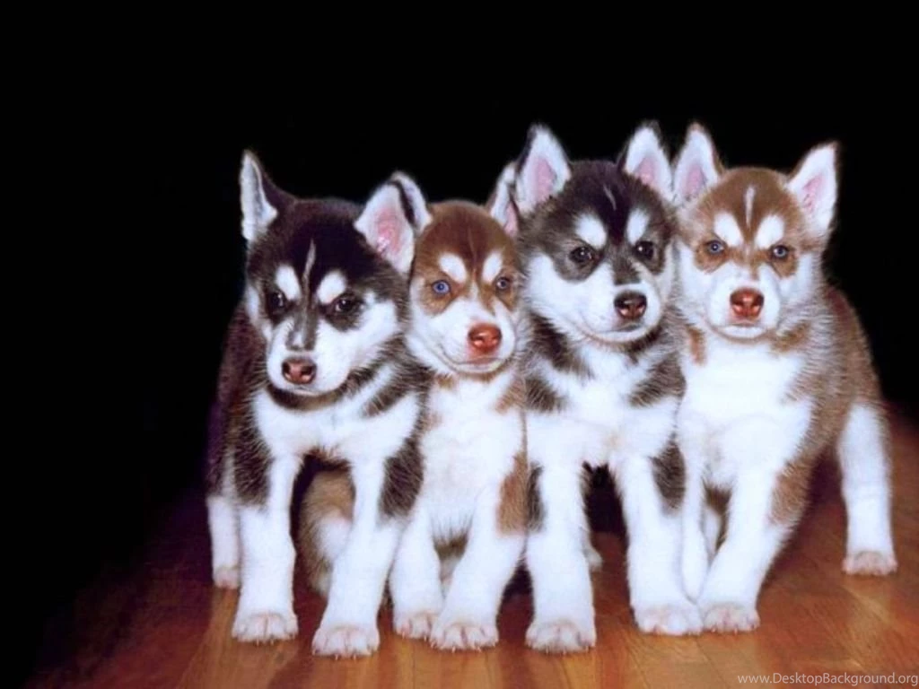 Siberian Husky Puppies (id: 83369) – BUZZERG