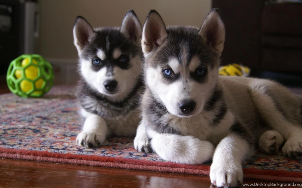 Cutest Siberian Husky Puppy Pictures And Wallpapers ImgStocks Com ...