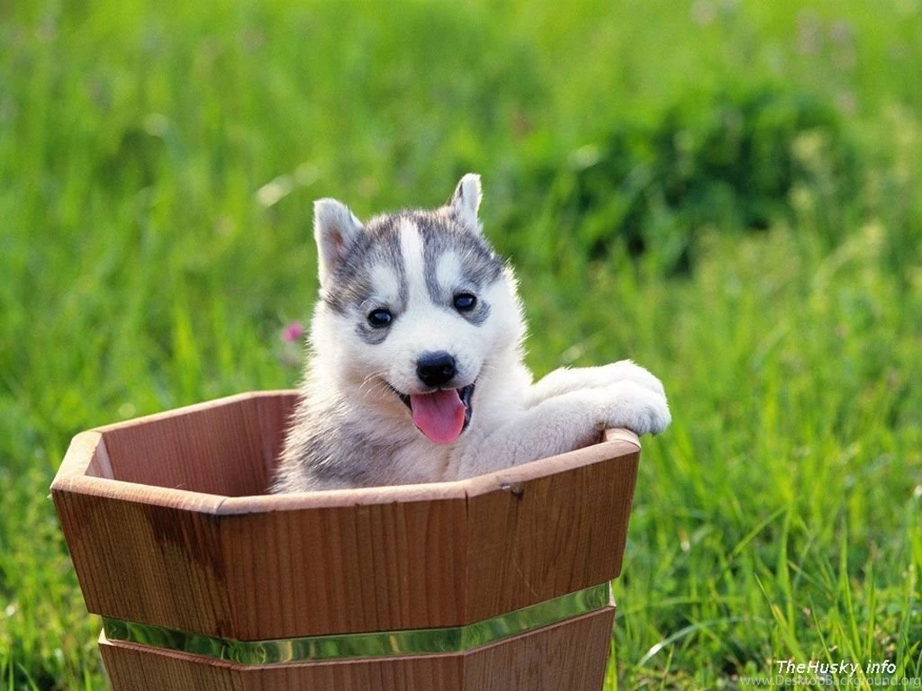 Siberian Husky Puppies (id: 67793) – BUZZERG