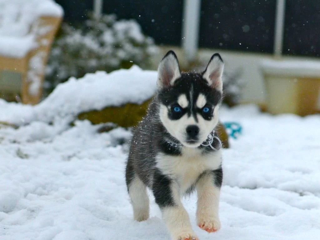 Gallery Of Cute Siberian Husky Puppies Wallpapers PowerballForLife