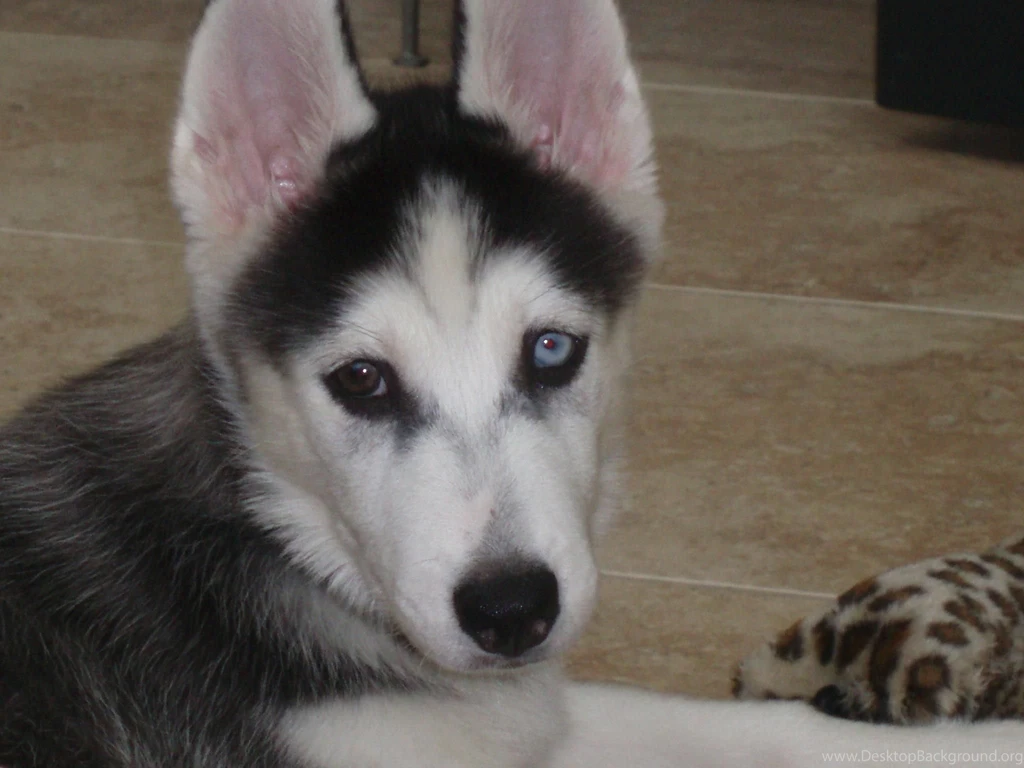 Siberian Husky Puppy >> HD Wallpaper, Get It Now!