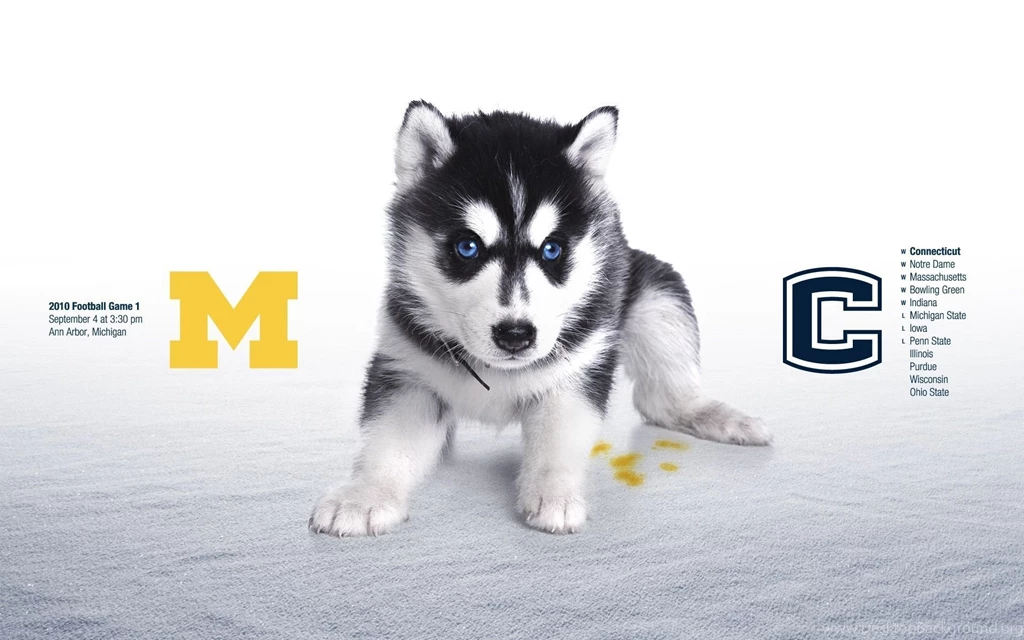 Siberian Husky Puppy, Stadium, Football, Minecraft, Baseball ...