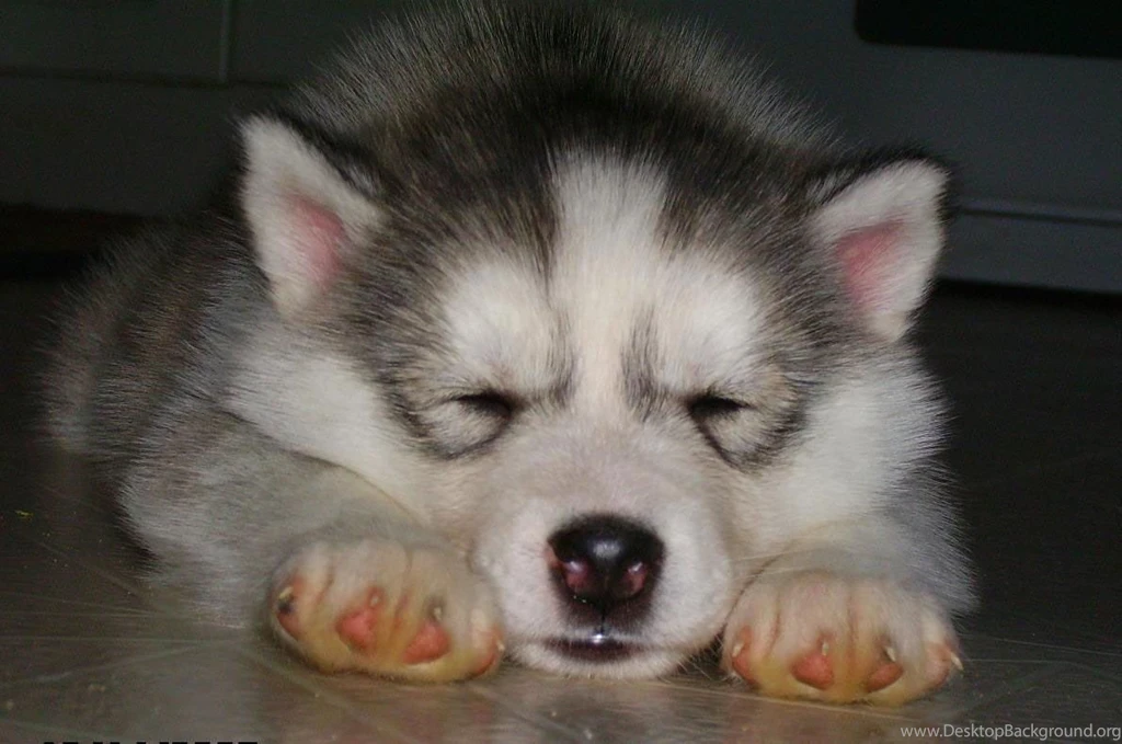Cute Husky Puppies Wallpapers 8274 Hd Wallpapers Powerballforlife