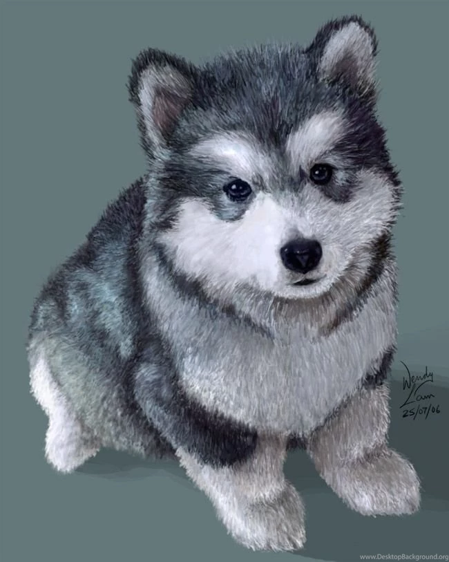 Top Husky Background Images For Pinterest