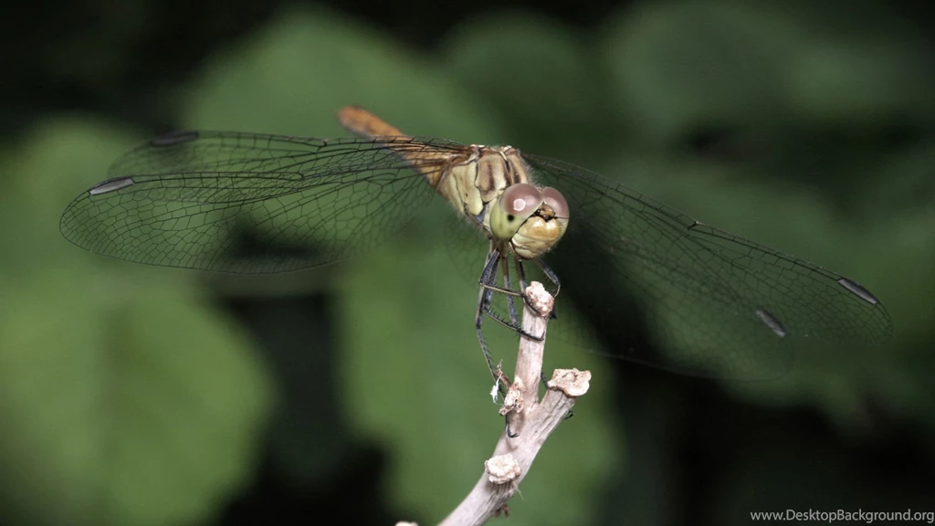 Dragonfly 1080p HD Wallpapers Nature