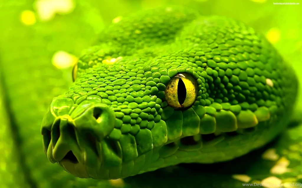 Wallpapers 26