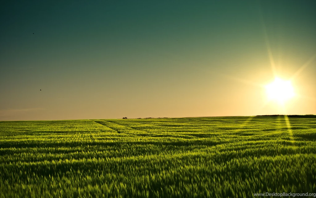 Gallery For Grain Field Wallpapers