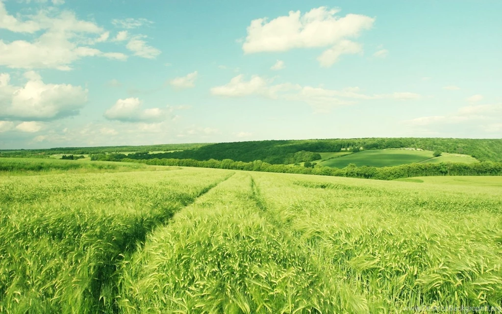 Field HD Wallpapers